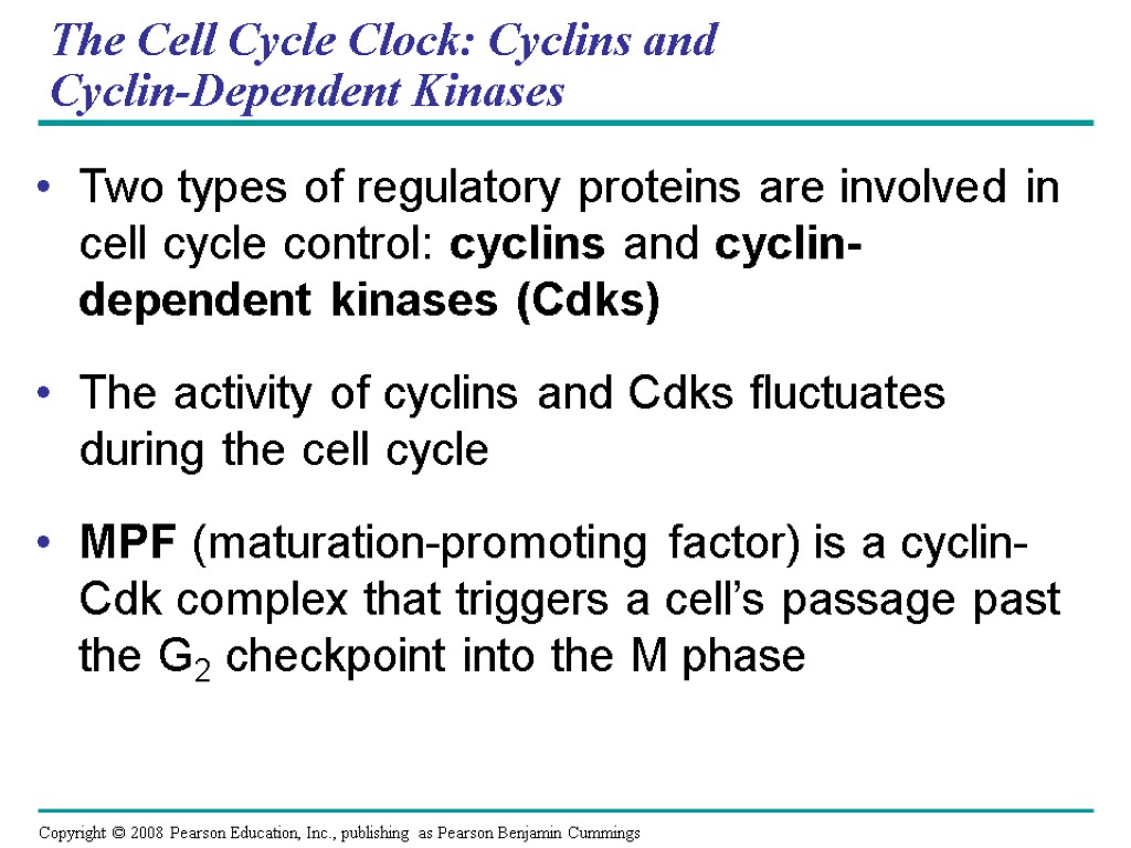 The Cell Cycle Clock: Cyclins and Cyclin-Dependent Kinases Two types of regulatory proteins are